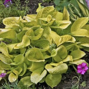 Hosta Maui Buttercups #1 - Image 2