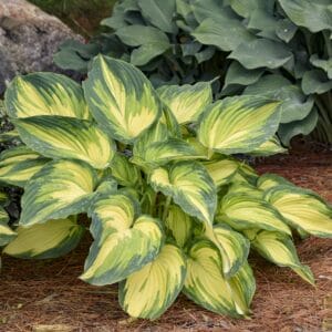 Hosta My Fair Lady #1 - Image 3