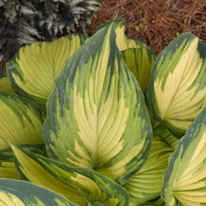 Hosta My Fair Lady #1 - Image 2