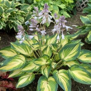 hosta-my-fair-lady-1