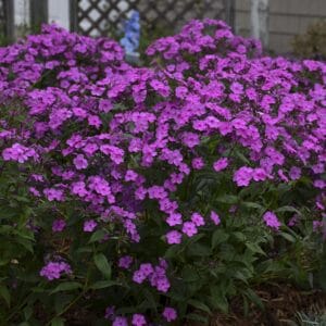 Phlox Cloudburst #1PW - Image 4