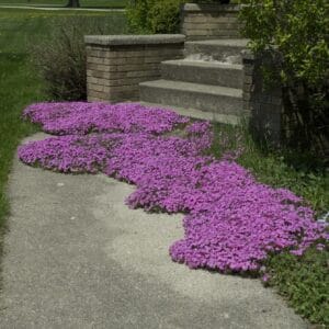 Phlox Creeping Red Wing #1 - Image 2