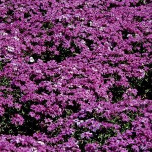 Phlox Creeping Red Wing #1 - Image 4