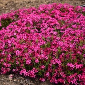 phlox-creeping-red-wing-1