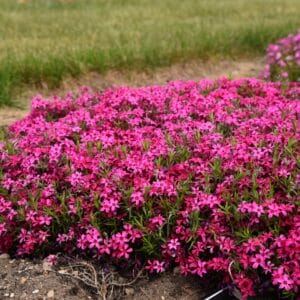 Phlox Creeping Red Wing #1 - Image 3