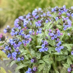 Pulmonaria Pink A Blue #1PW - Image 4