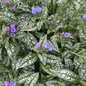 Pulmonaria Pink A Blue #1PW - Image 2