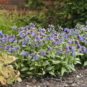 Pulmonaria Pink A Blue #1PW - Image 5