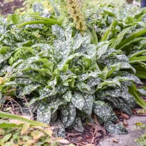 Pulmonaria Pink A Blue #1PW - Image 3