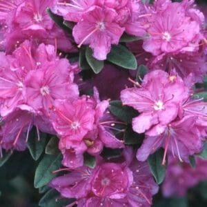 rhododendron-purple-gem-2-true