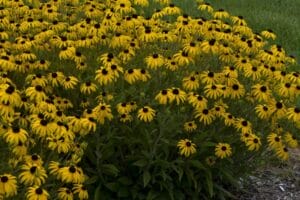 Rudbeckia American Goldrush #1