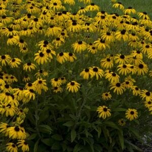 rudbeckia-american-goldrush-1