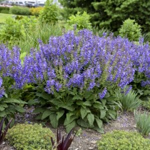 salvia-living-large-big-sky-1pw