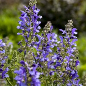 Salvia Living Large Big Sky #1PW - Image 3