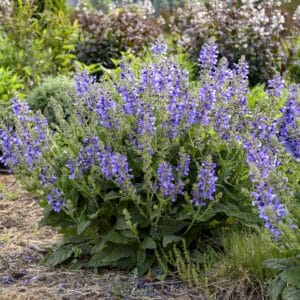 Salvia Living Large Big Sky #1PW - Image 2