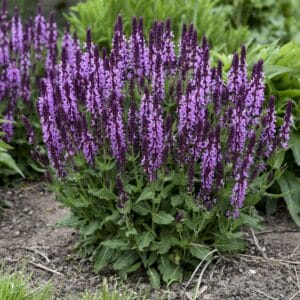 salvia-pink-profusion-1-pw