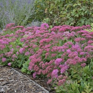 Sedum Carl #1 - Image 3