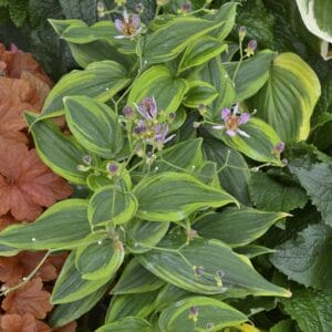 Toad Lily Autumn Glow #1 - Image 4