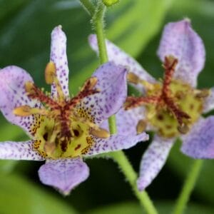 Toad Lily Autumn Glow #1 - Image 3