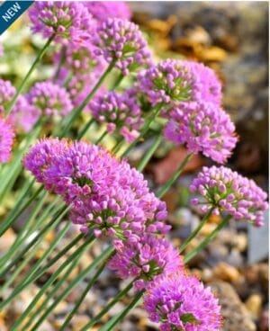 Allium Glaucum #1