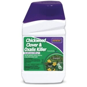 chickweed-clover-pint-concentrate