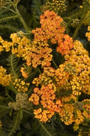 Achillea Milly Rock #1