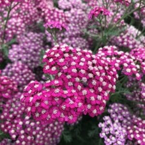 achillea-new-vintage-violet-1