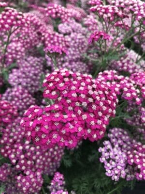 Achillea New Vintage Violet #1