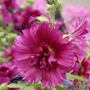 hollyhock-queeny-purple-1