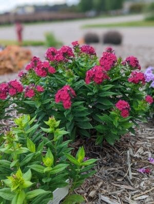 Phlox Dwarf Garden Bambini Cherry Crush #1