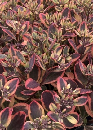 Sedum Sunsparkler Dazzling Dynamite #1