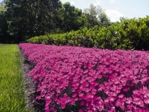Dianthus Beauties Kahori #1