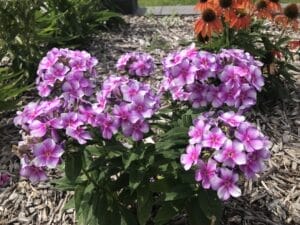 Phlox Dwarf Garden Bambini Lucky Lilac #1