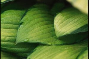 Hosta Gold Standard #1 True