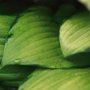 hosta-gold-standard-1-true