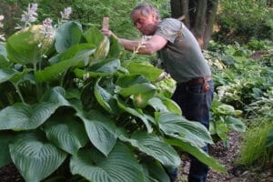 Shadowland®Empress Wu Hosta #1 True