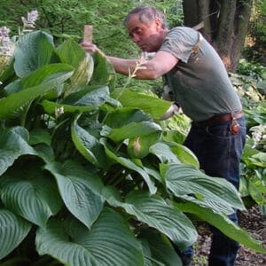hosta-empress-wu-1-pw-true