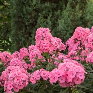 phlox-coral-creme-drop-1-true-first-editions