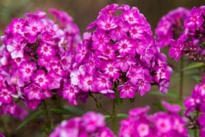 First Editions® Grape Lollipop™ Phlox #1 True
