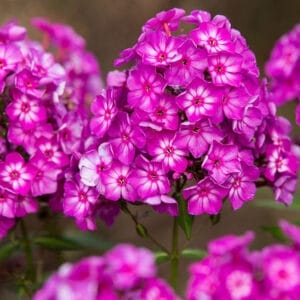 phlox-garden-coral-grape-lollipop-1-true-first-ed
