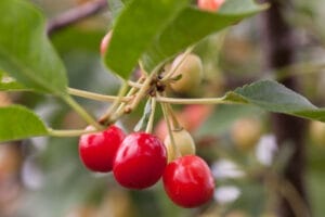 Tree Cherry Sweet Cherry Pie #7