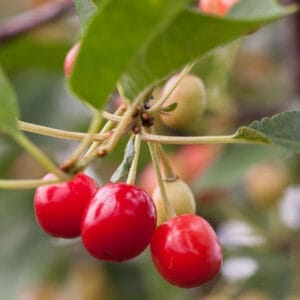 tree-cherry-sweet-cherry-pie-7