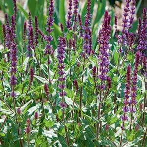 salvia-caradonna-1-true