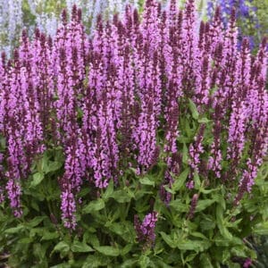 salvia-profusion-pink-1-true-pw