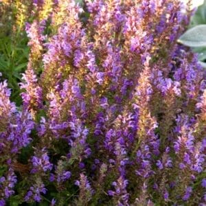 salvia-marcus-1-true