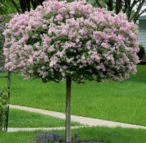 Tree Dwarf Korean Lilac #10