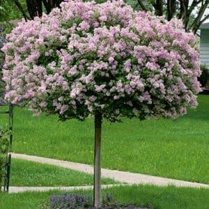tree-dwarf-koean-lilac-10