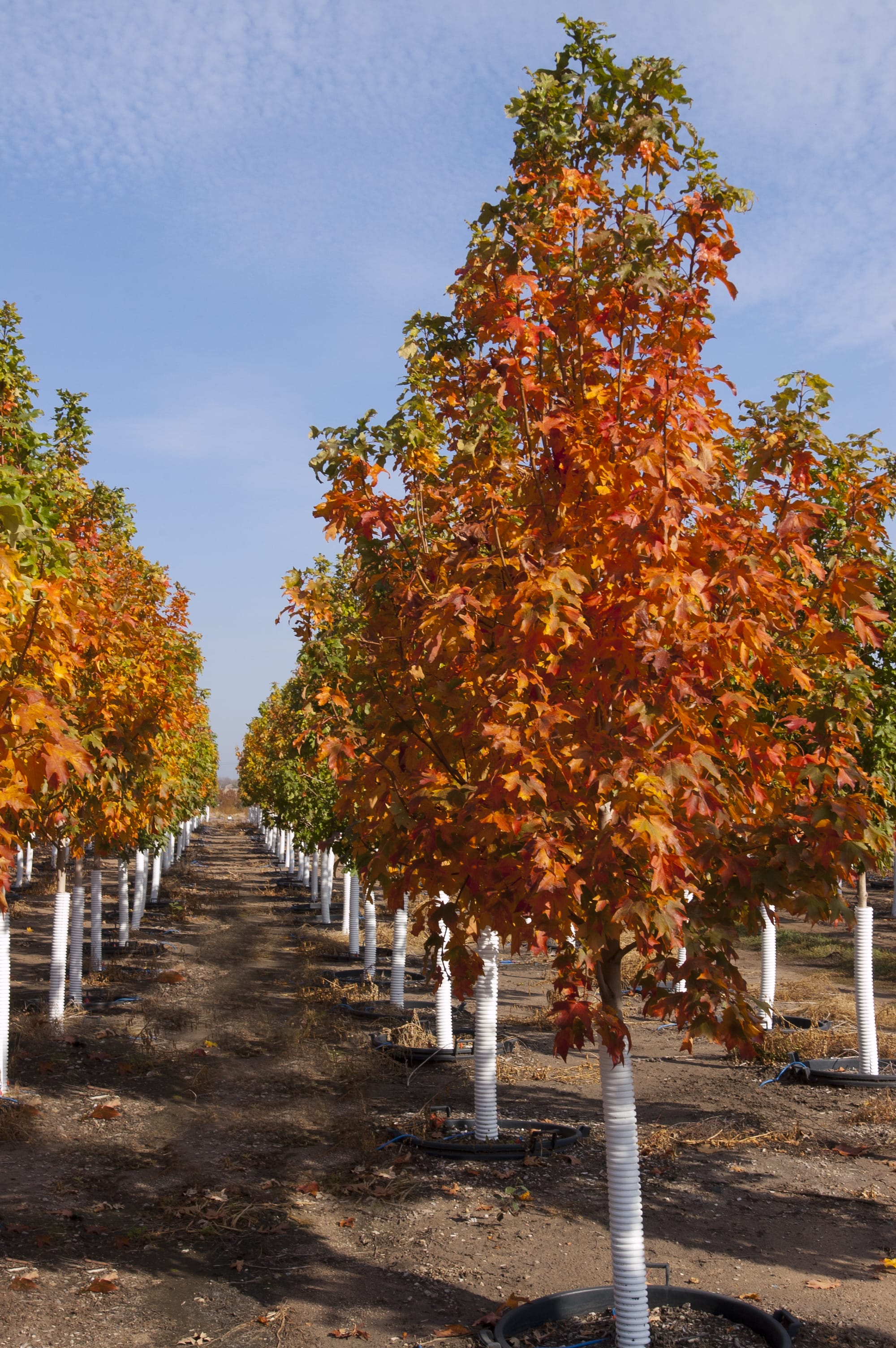Tree Maple Fall Fiesta #7