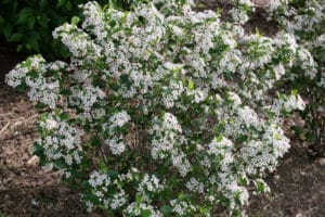 Low Scape Snowfire® Chokeberry #2 True