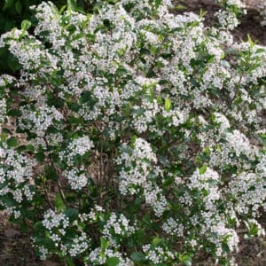 aronia-low-scape-snowfire-2t